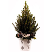 Arvore de Natal - PX12 - A  40-50 cm